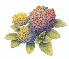 網(wǎng)頁(yè)制作大寶庫(kù) 美術(shù)設(shè)計(jì)之漫畫集錦與圖案設(shè)計(jì)服務(wù)